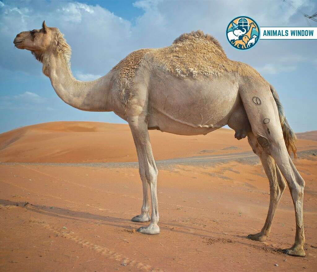 Camel Clumsy Animals
