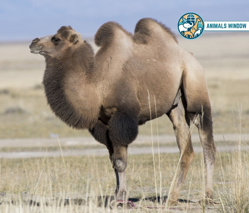 Camels Animals That Eat Wood