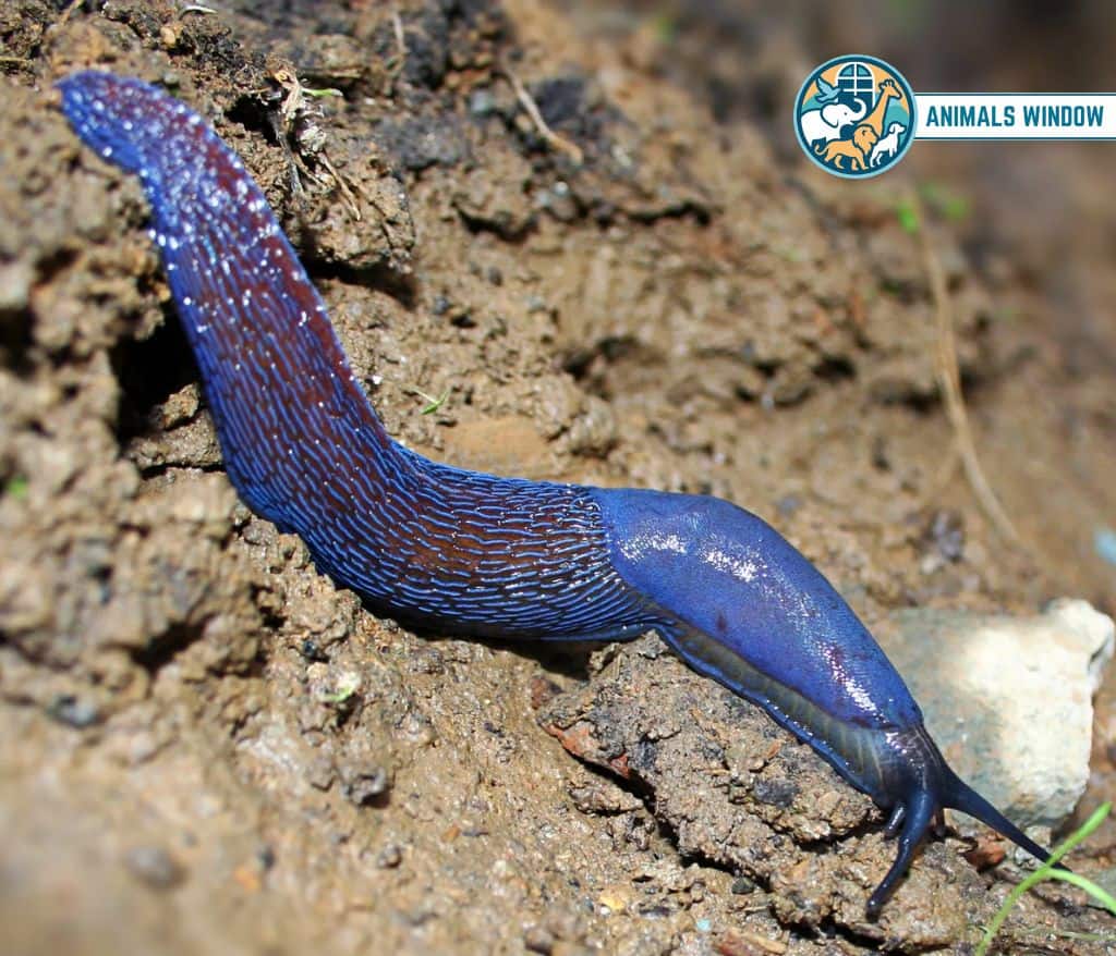 Carpathian Blue Slug Blue Animal