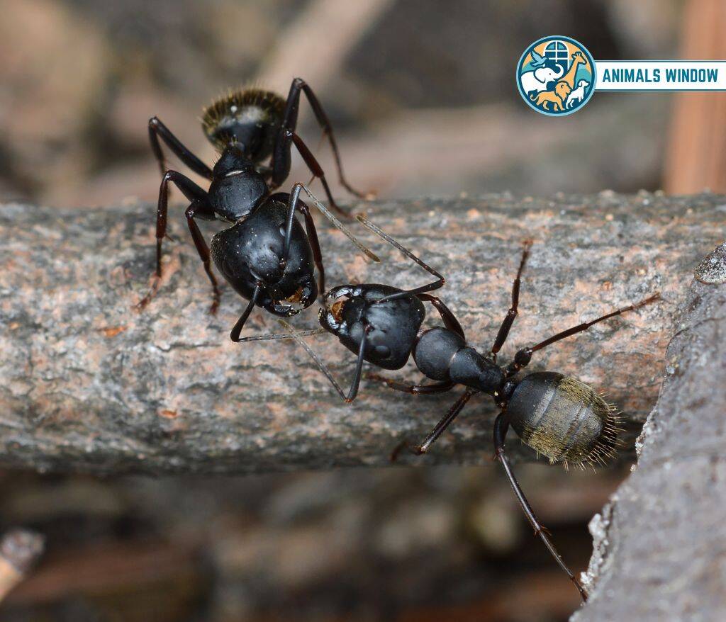 Carpenter Ants Animal That Eat Wood