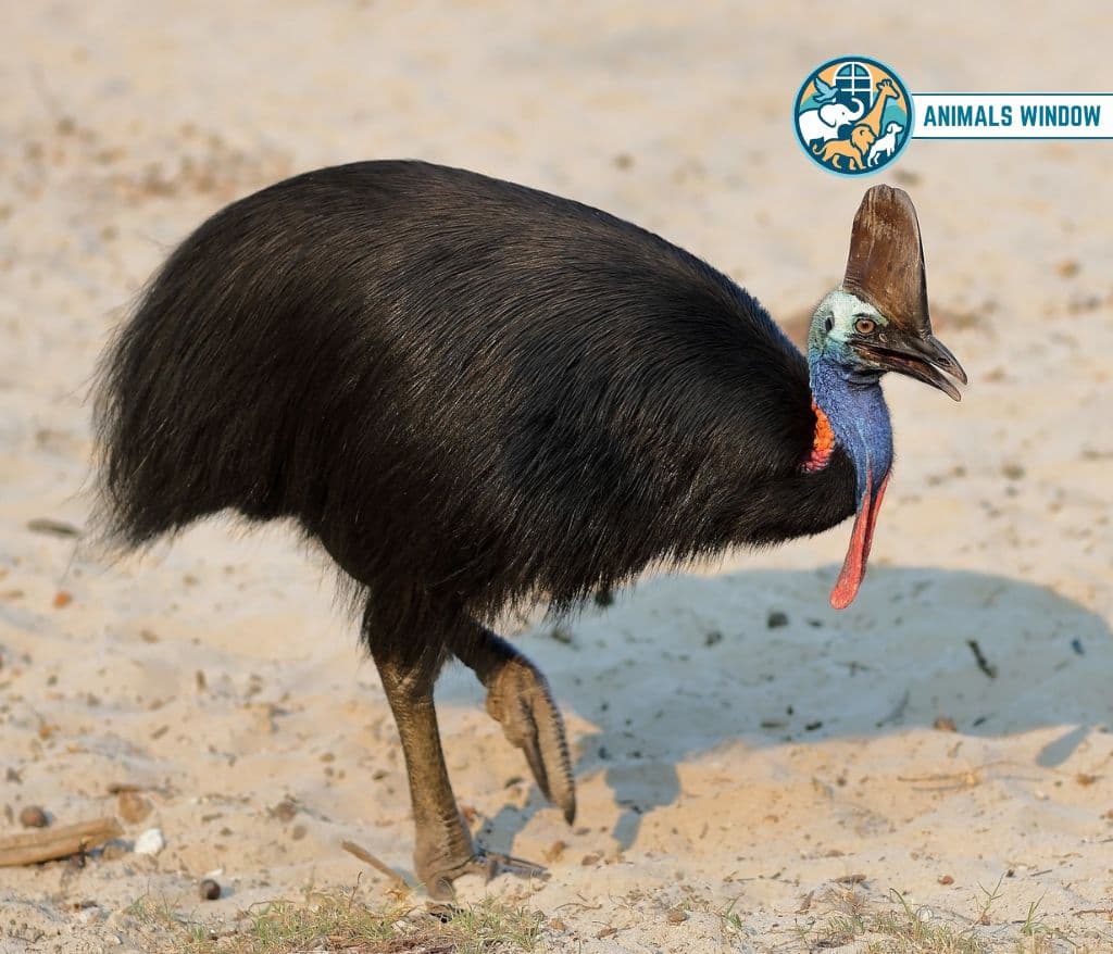 Cassowary Animals with Feathers