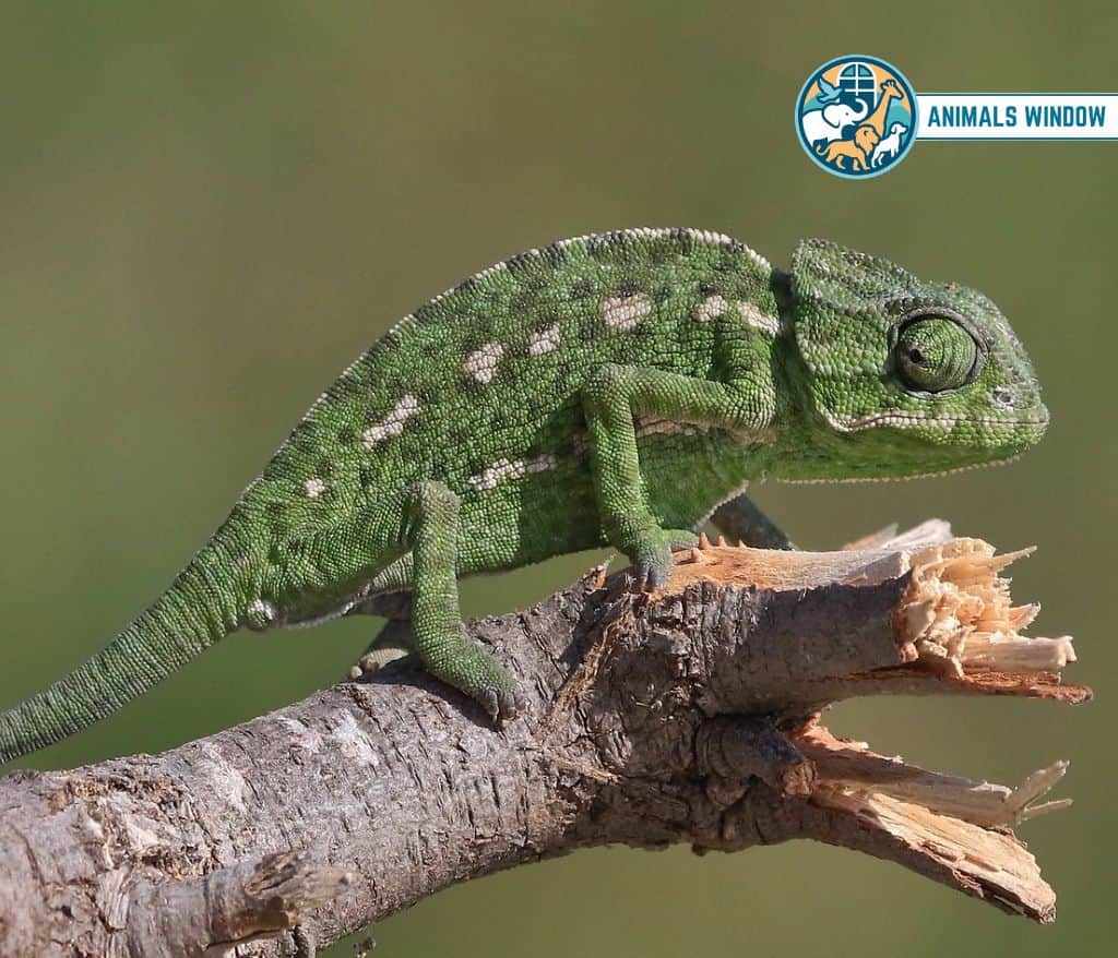 Chameleon Animal with Opposable Thumbs (With Picture and Unique Facts)