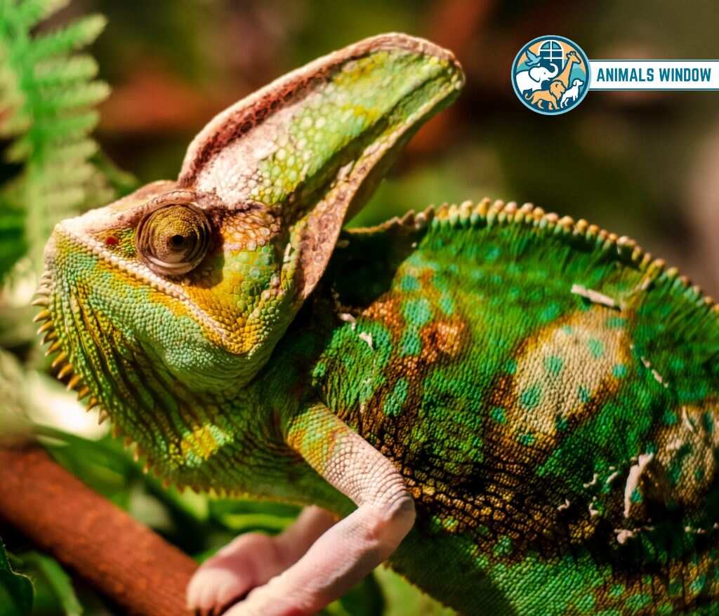 Chameleon Animals with Scales