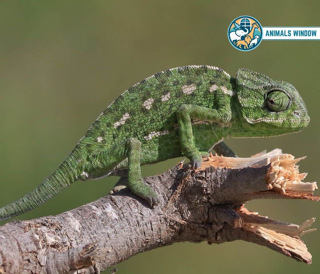 Chameleon Weak Animals in the World