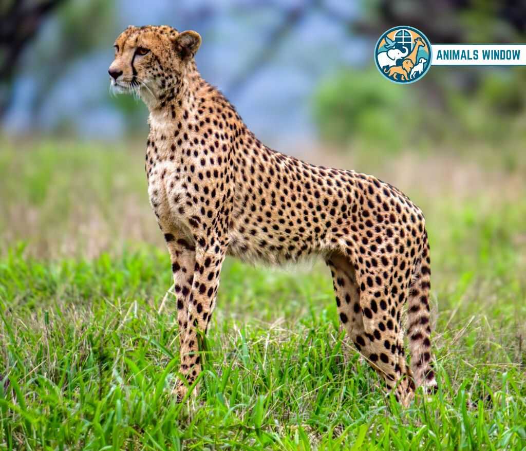 Cheetah Animal That Gallop