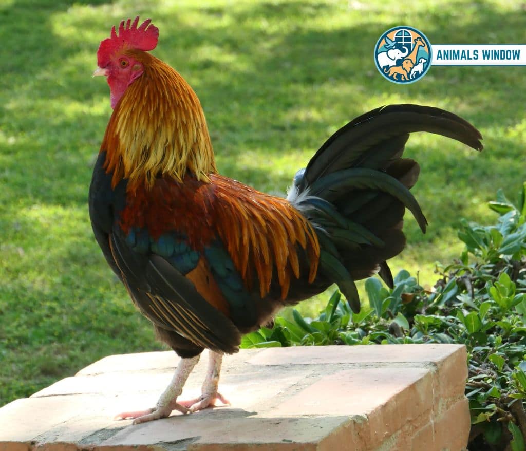 Chicken Animals with Scales