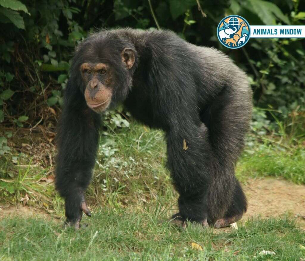 Chimpanzee Animal with Opposable Thumbs (With Picture and Unique Facts)