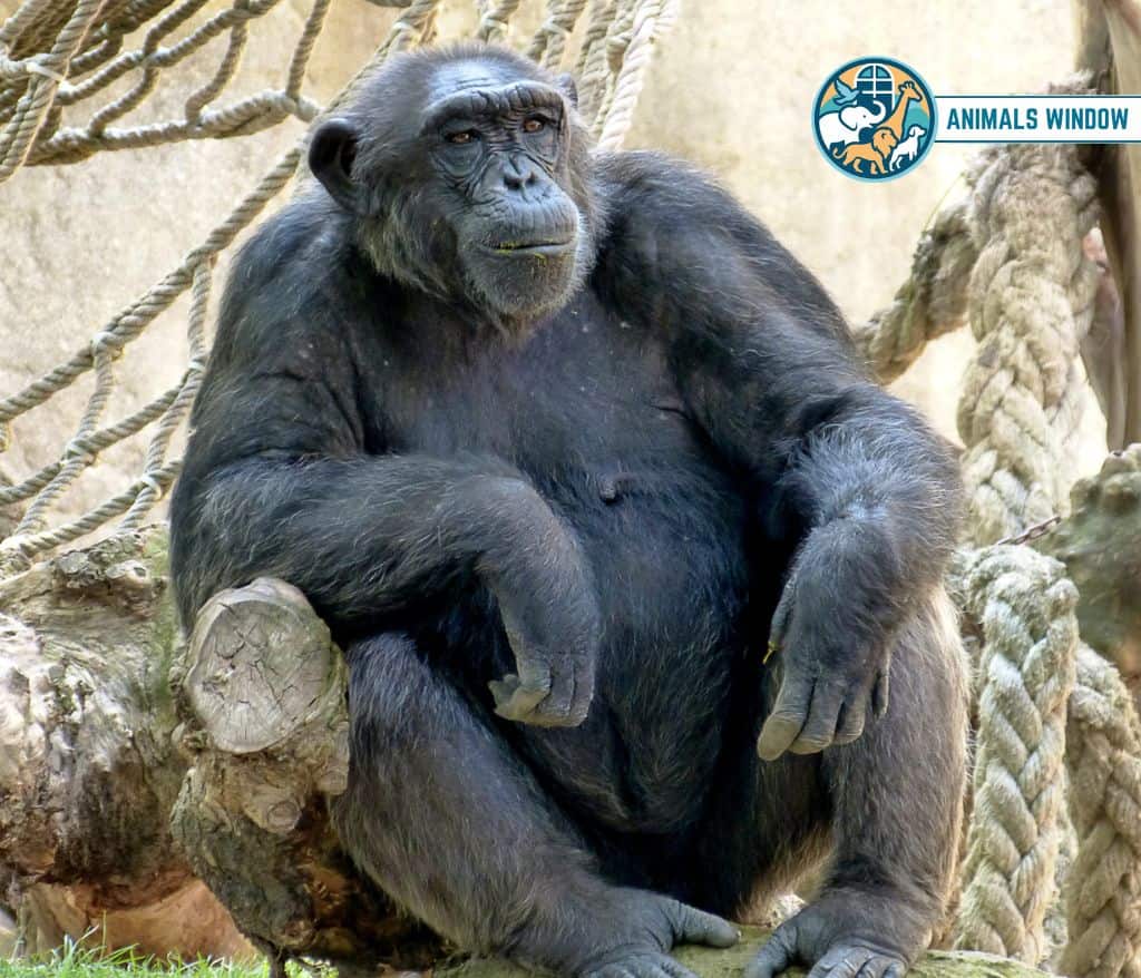Chimpanzee Greedy Animal