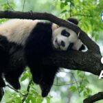 20 Clumsy Animals (With Pictures and Unique Facts)