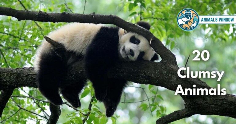 20 Clumsy Animals (With Pictures and Unique Facts)