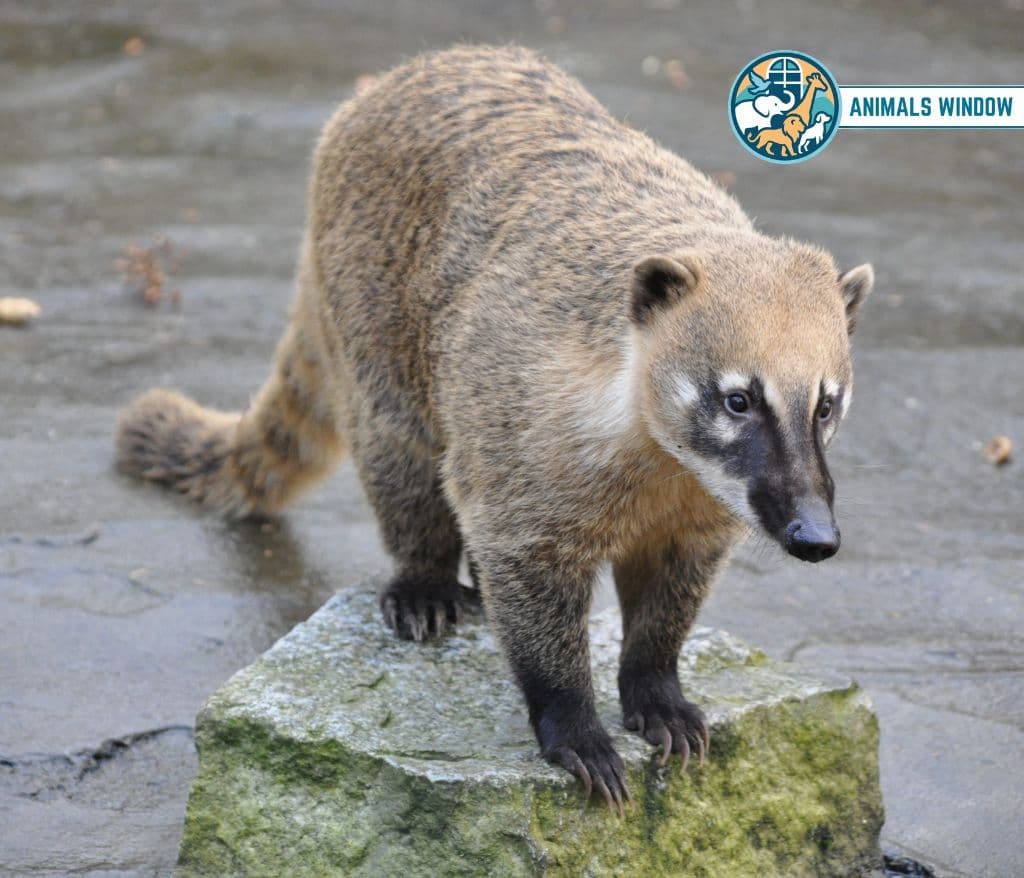 Coatimundi (Coati) Animal That Eat Honey