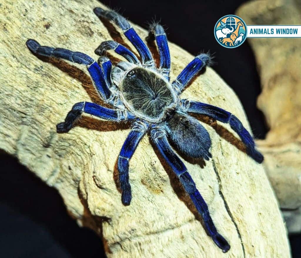 Cobalt Blue Tarantula Blue Animal in the World