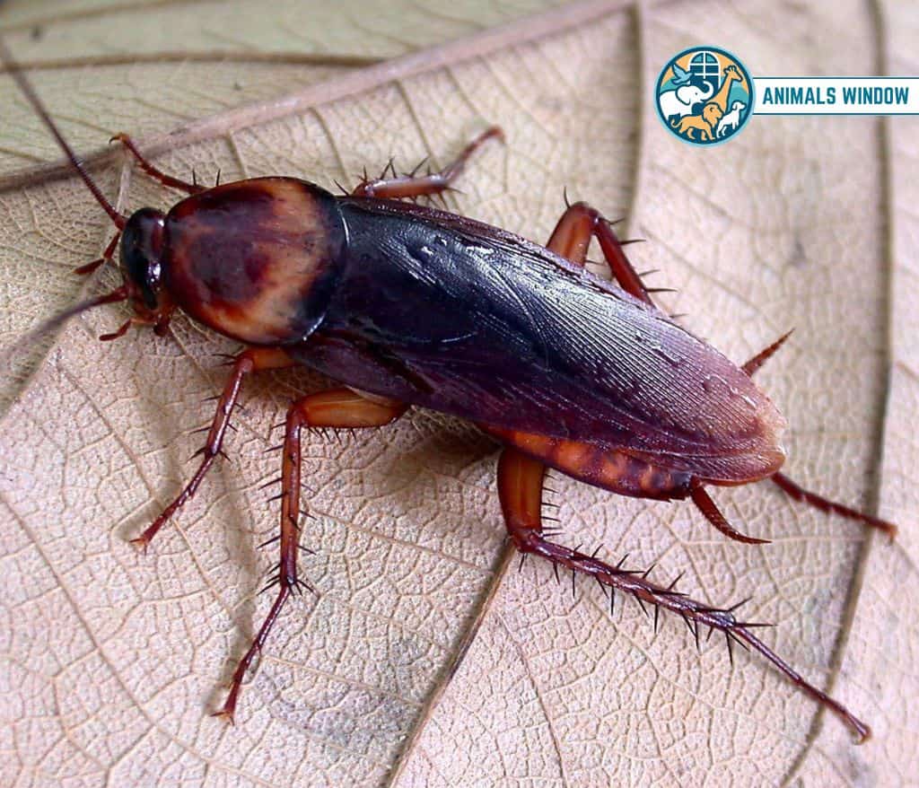 Cockroach Greedy Animal