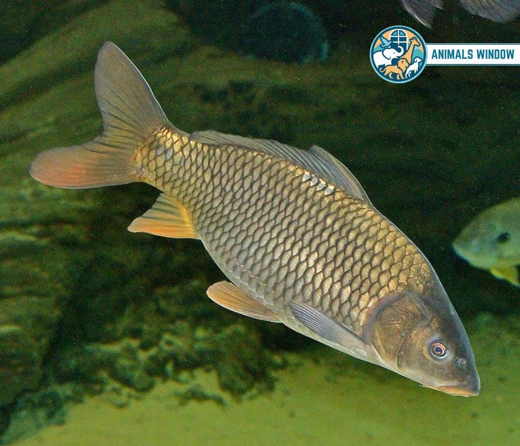 Common Carp Animals with Scales
