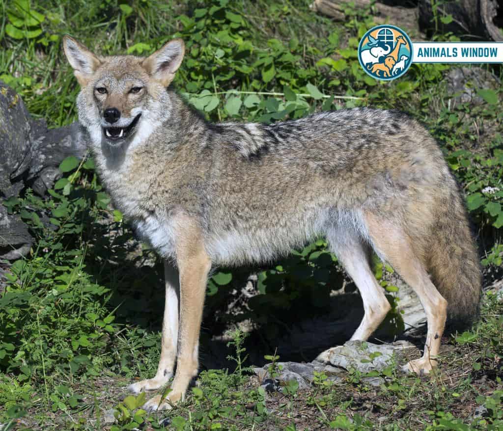 Coyote Animal That Gallop