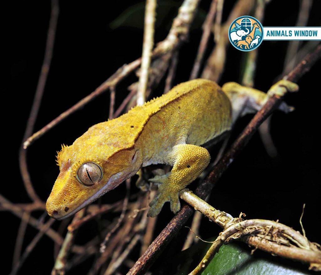 Crested Gecko Best Terrarium Animal