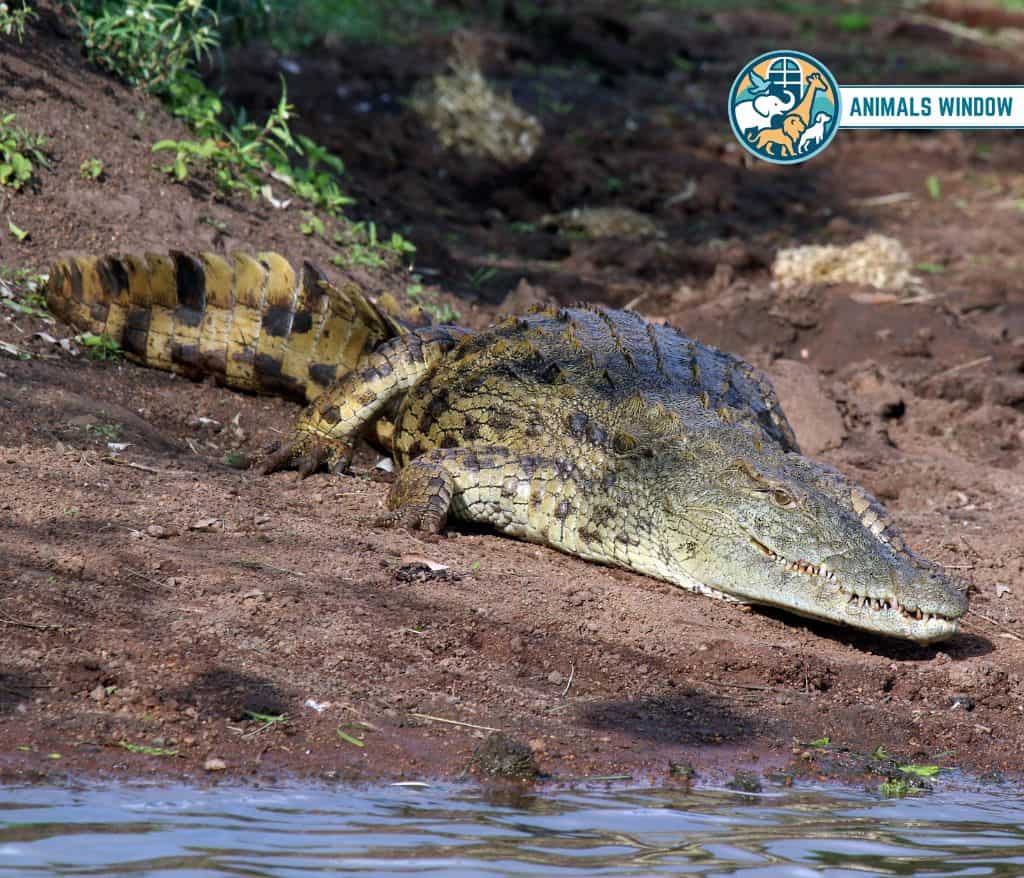 Crocodile Animals That Growl on Earth