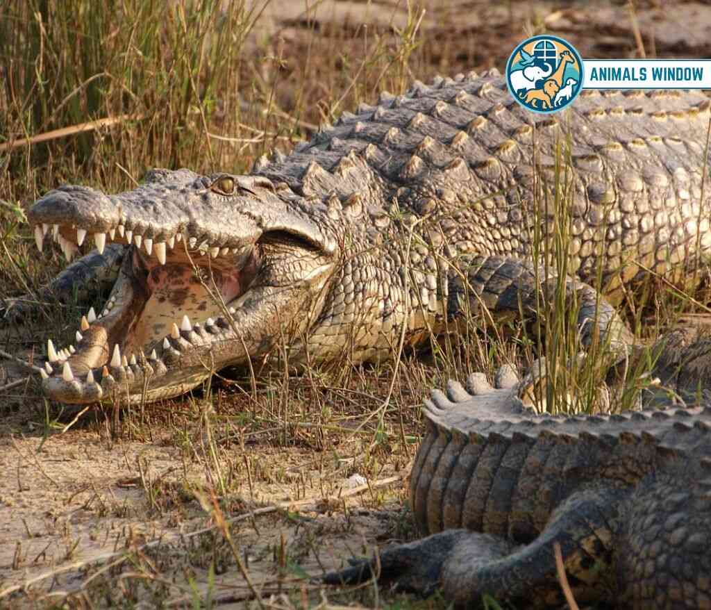 Crocodile Animals with Scales