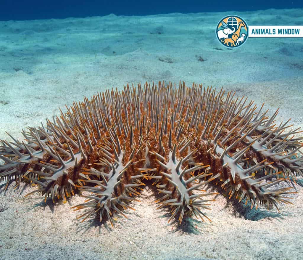 Crown of Thorns Starfish Spiky Animal With Spikes, Scales, and Quills