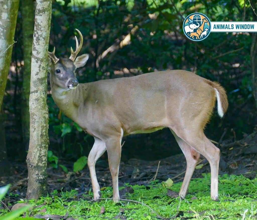 Deer Animal That Eat Wood