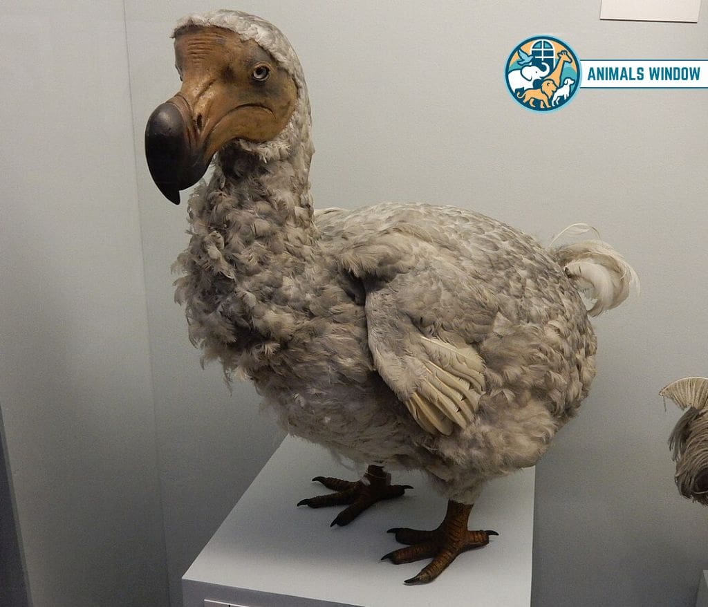 Dodo Animal with Feathers