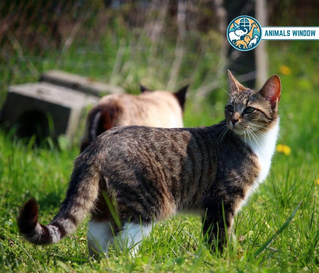 Domestic Cat Animal That Growl on Earth