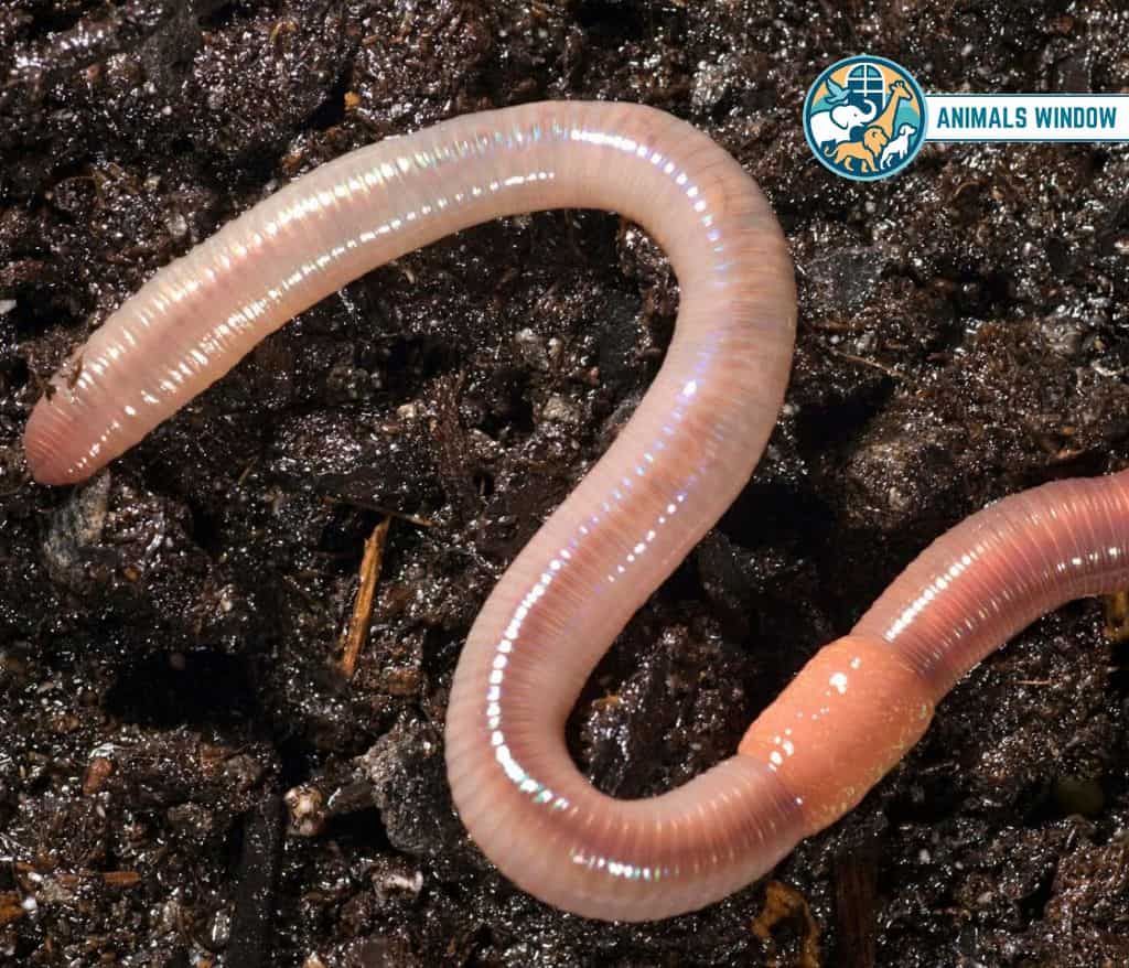 Earthworm Weak Animals in the World