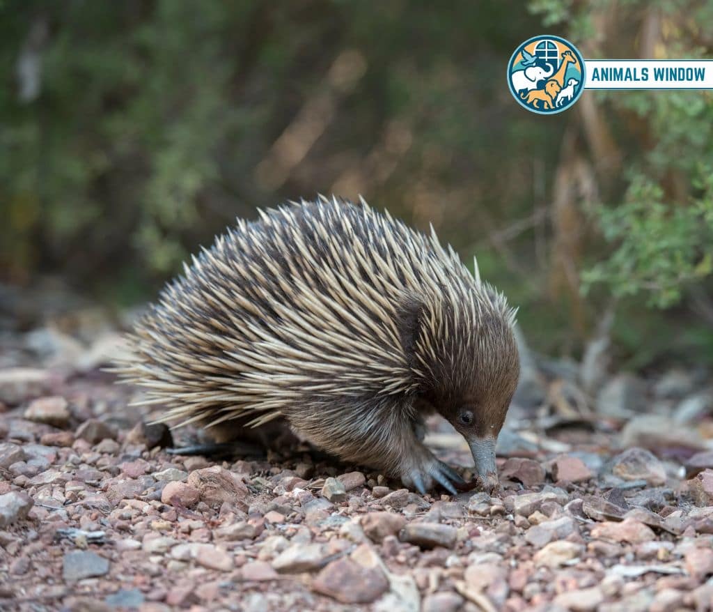 Echidna Spiky Animal With Spikes, Scales, and Quills
