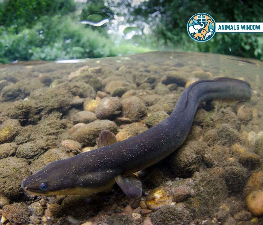 Eel Animal Without Legs