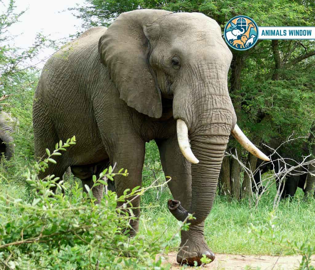 Elephants Animal That Eat Wood