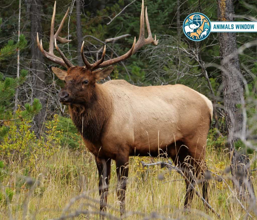 Elk Animal That Gallop