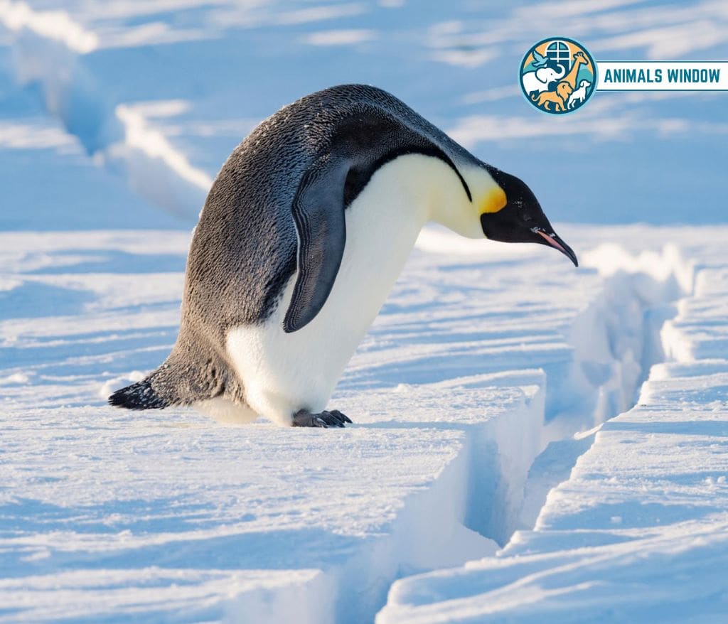 Emperor Penguin Animal with Feathers