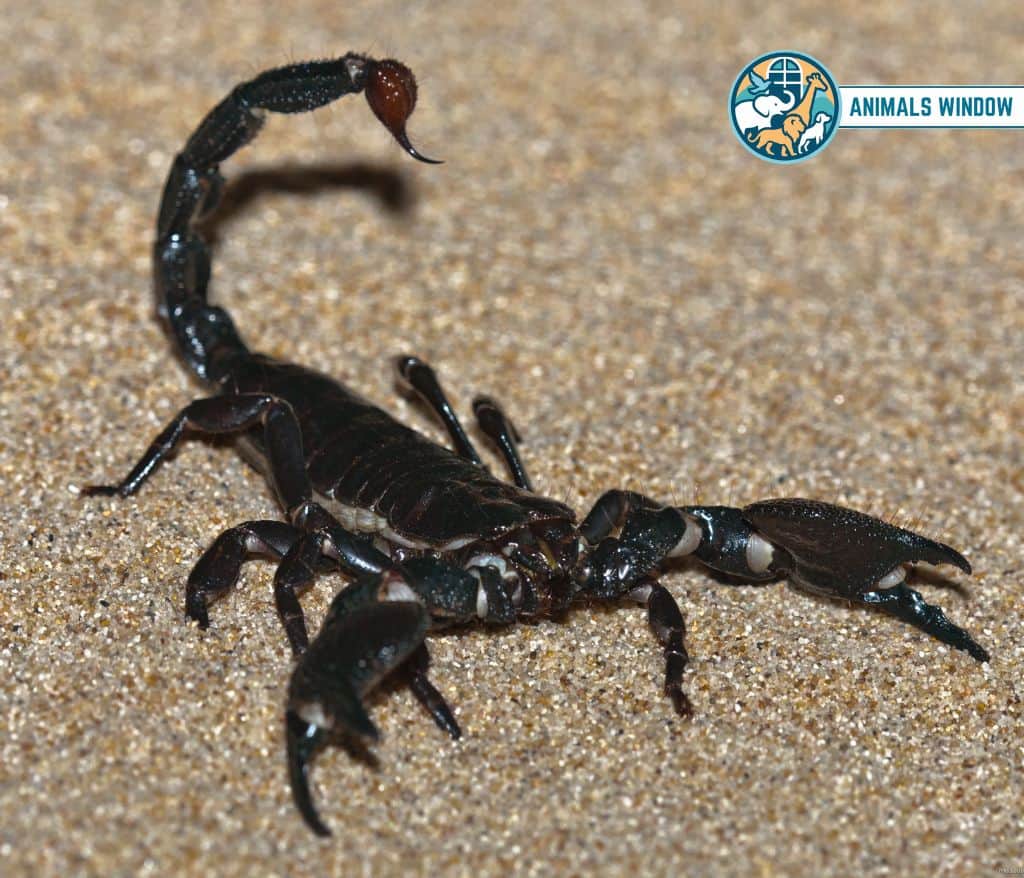 Emperor Scorpion Best Terrarium Animals