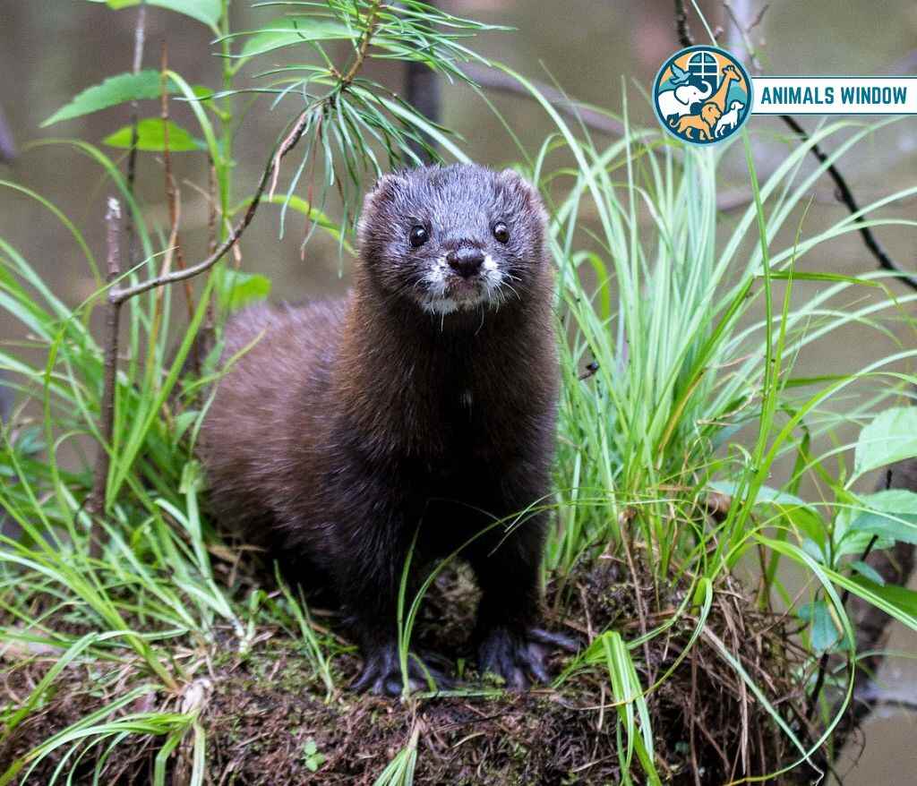 European Mink Animal Like Ferrets