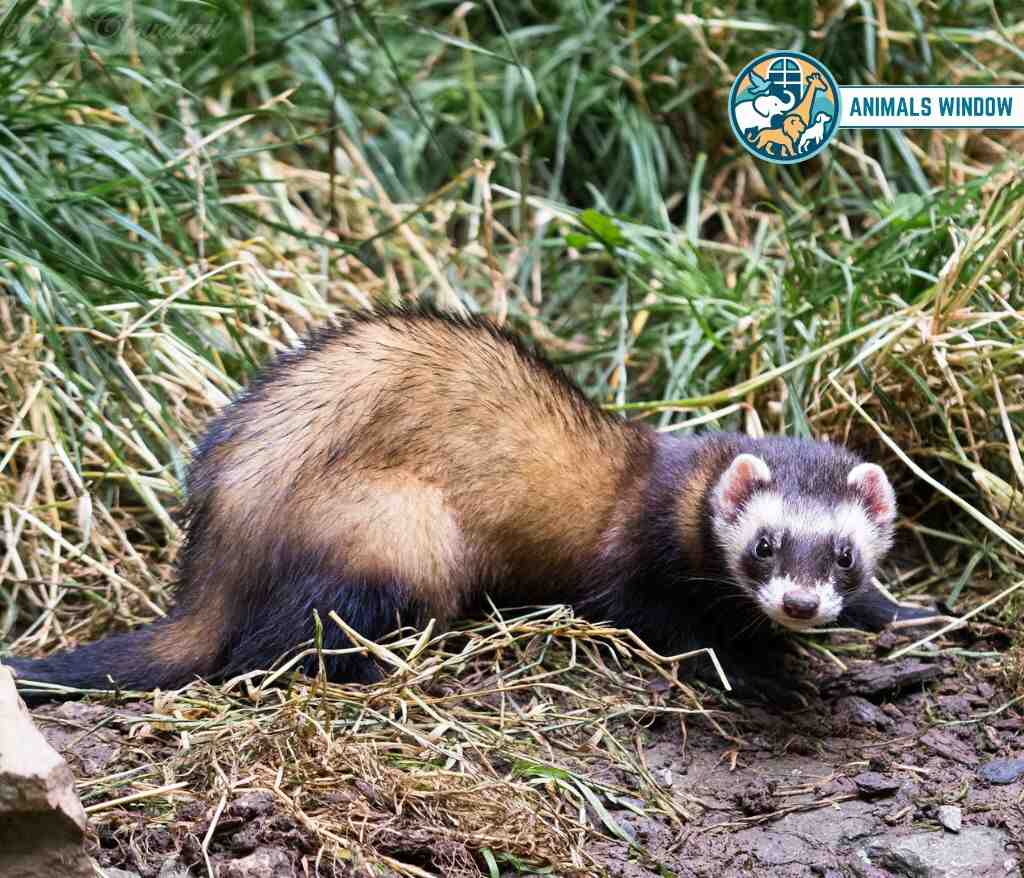 European Polecat Animal Like Ferrets