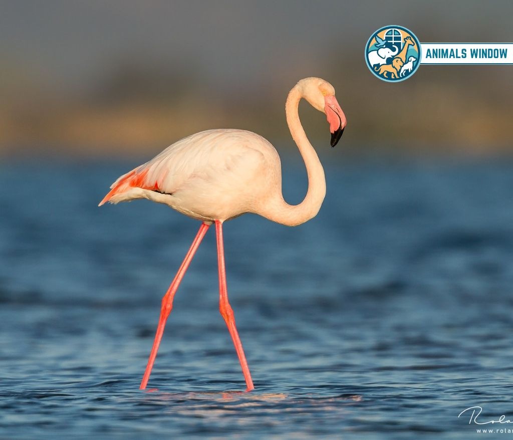 Flamingo Clumsy Animal