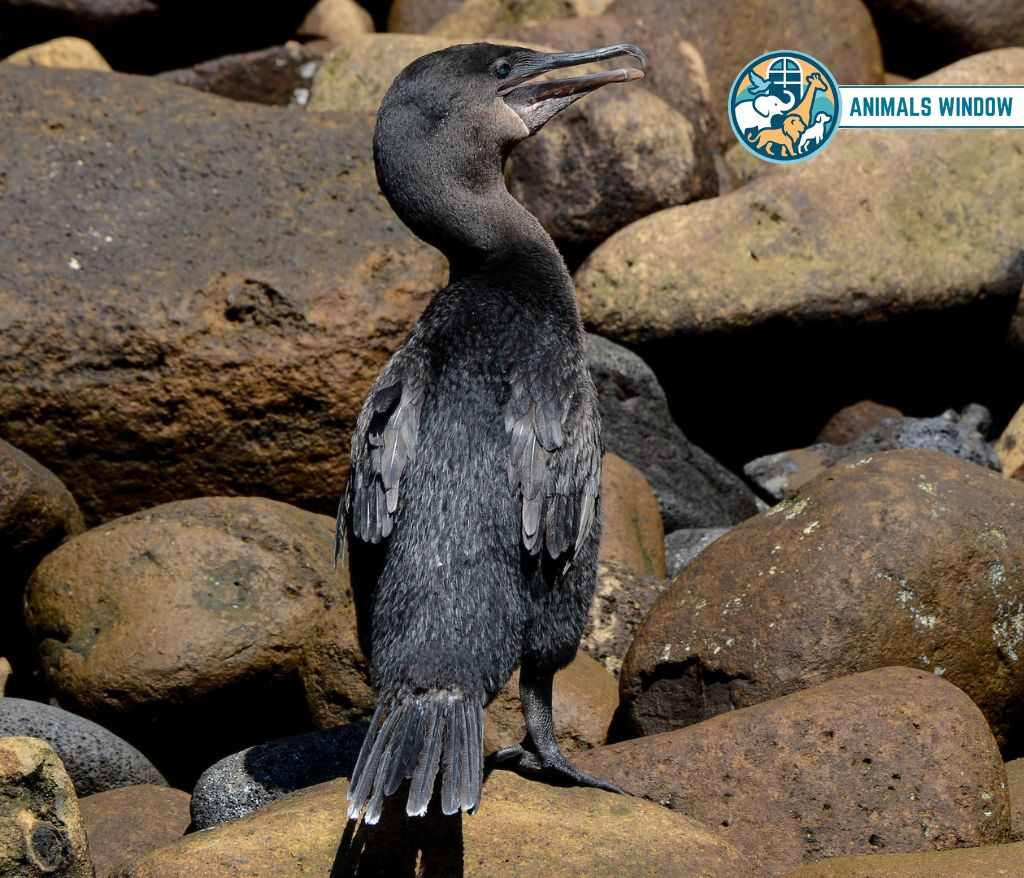 Flightless Cormorant Animal with Feathers
