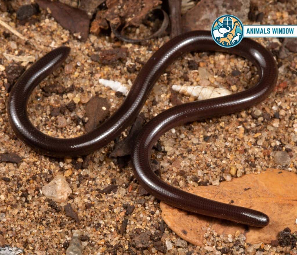 Flowerpot Snake