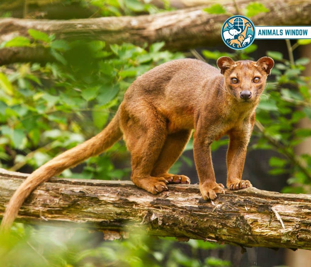 Fossa Animal Like Ferrets