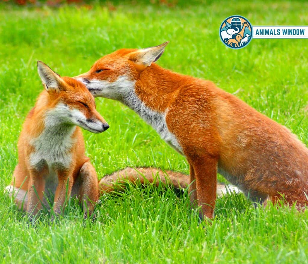 Fox Greedy Animal