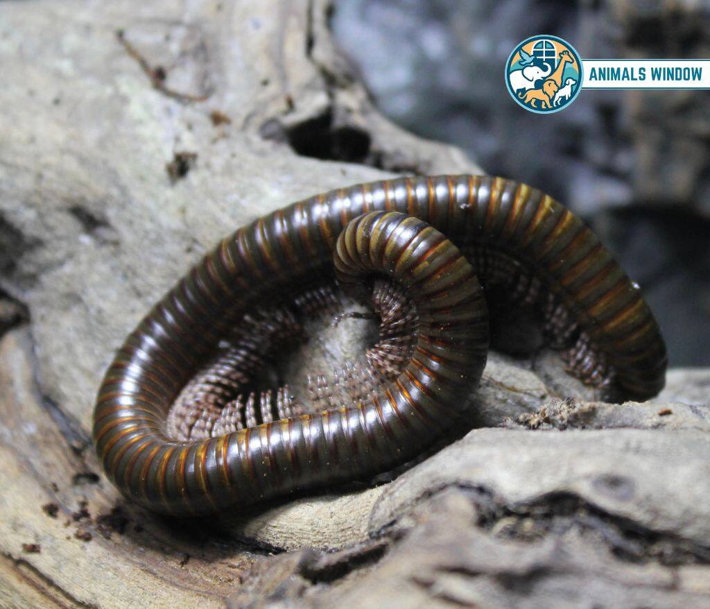 Giant African Millipede Best Terrarium Animal