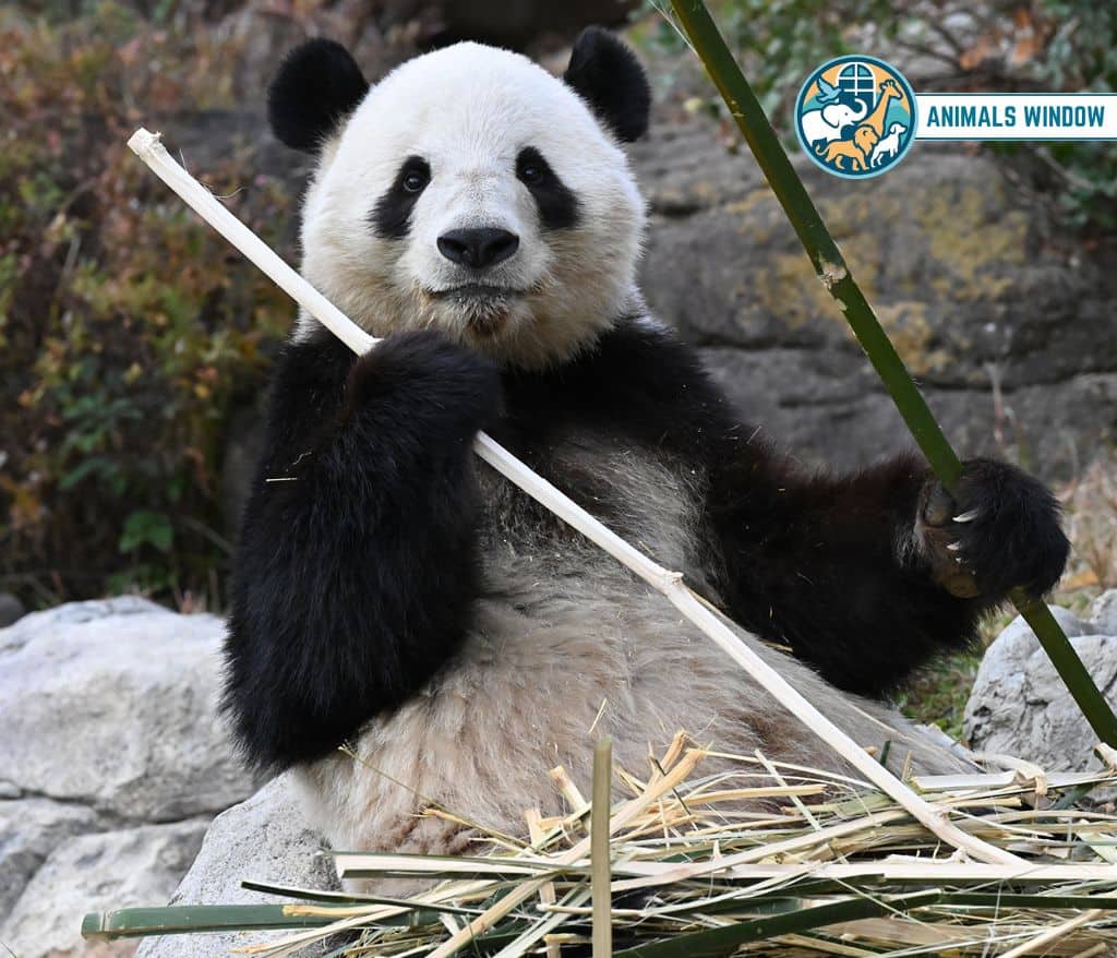 Giant Panda Animals with Opposable Thumbs (With Picture and Unique Facts)