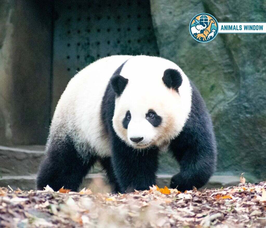 Giant Panda Clumsy Animals