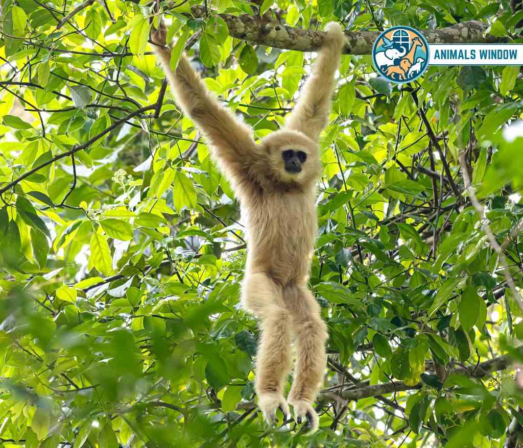 Gibbon Animal with Opposable Thumbs (With Picture and Unique Facts)