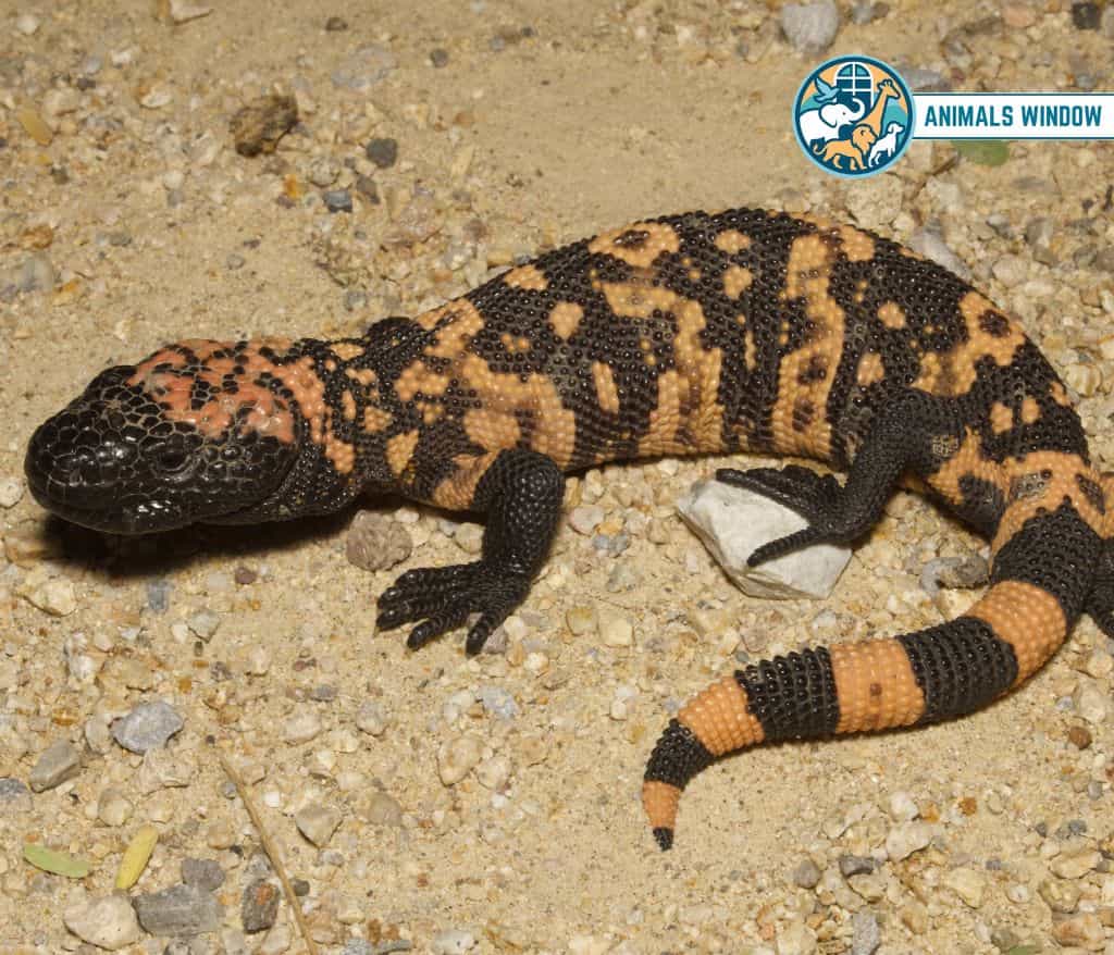 Gila Monster Animals with Scales