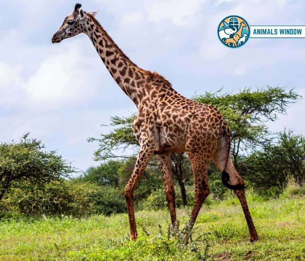 Giraffe Animal That Gallop
