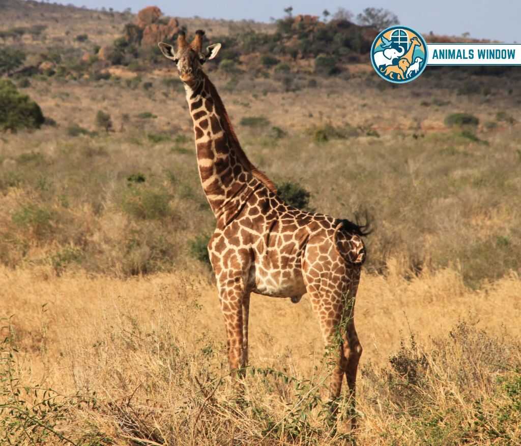 Giraffe Clumsy Animal