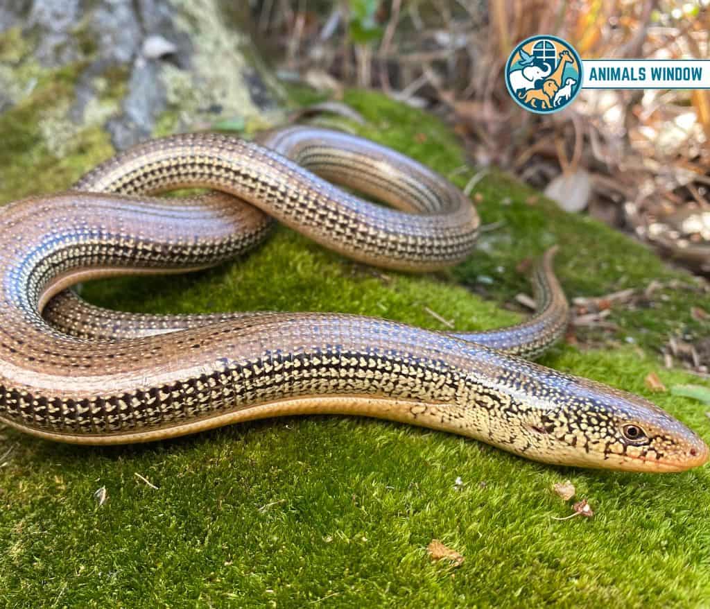 Glass Lizard Animals Without Legs