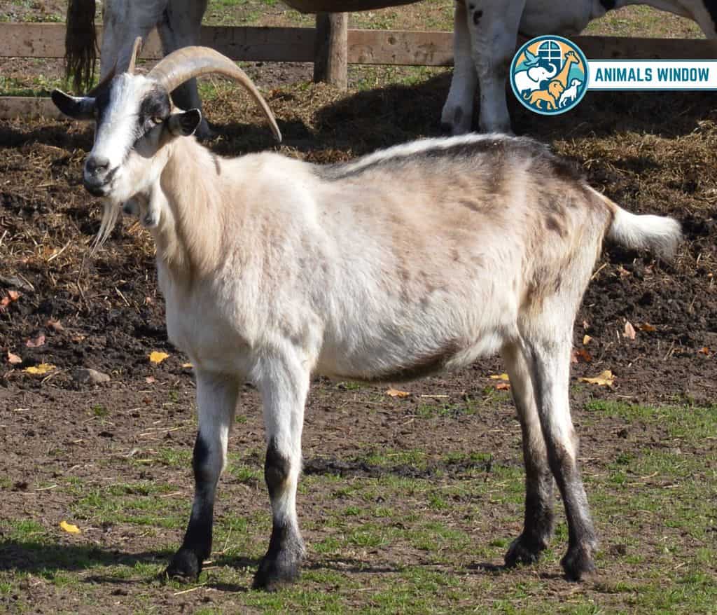 Goat Animal That Drink A Lot of Water