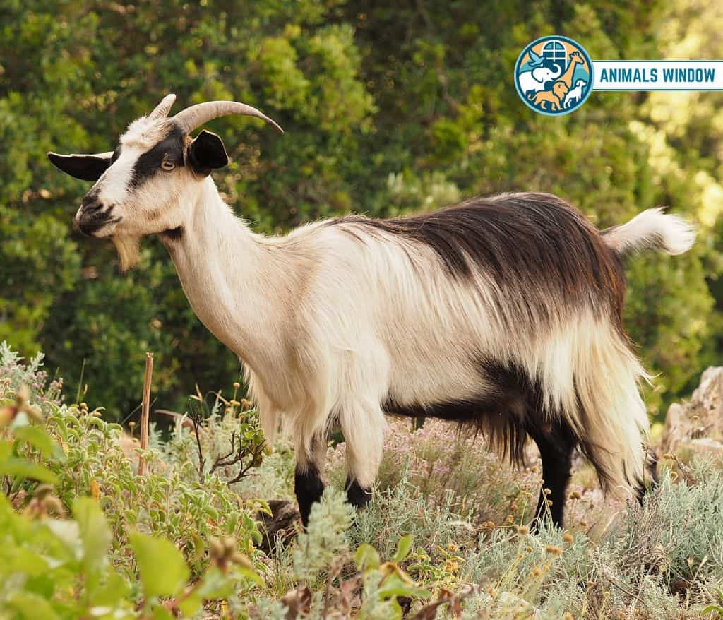 Goat Greedy Animal